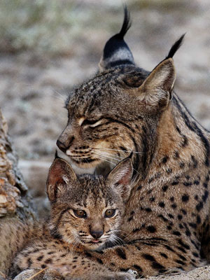 Iberian Lynx